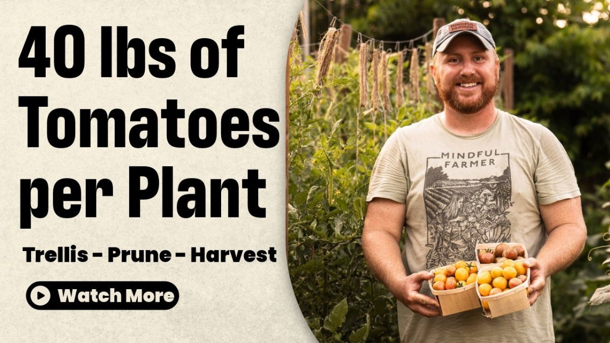 Grow 40 lbs of Tomatoes Per Plant?! Trellising, Pruning, and Growing Tomatoes, Organic Tomatoes, Trellising Tips - Mindful Farmer