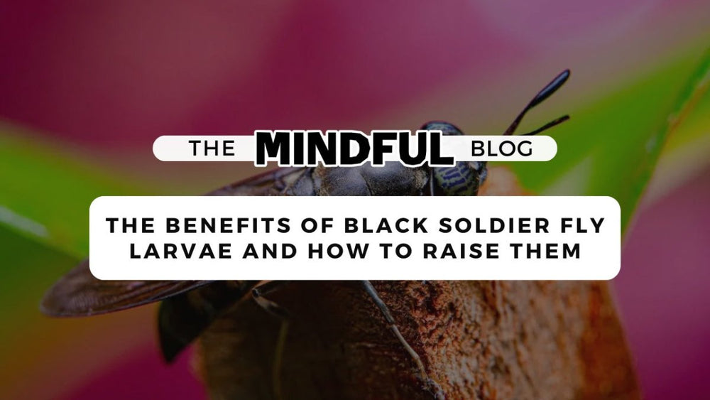 The Benefits of Black Soldier Fly Larvae and How to Raise Them - Mindful Farmer