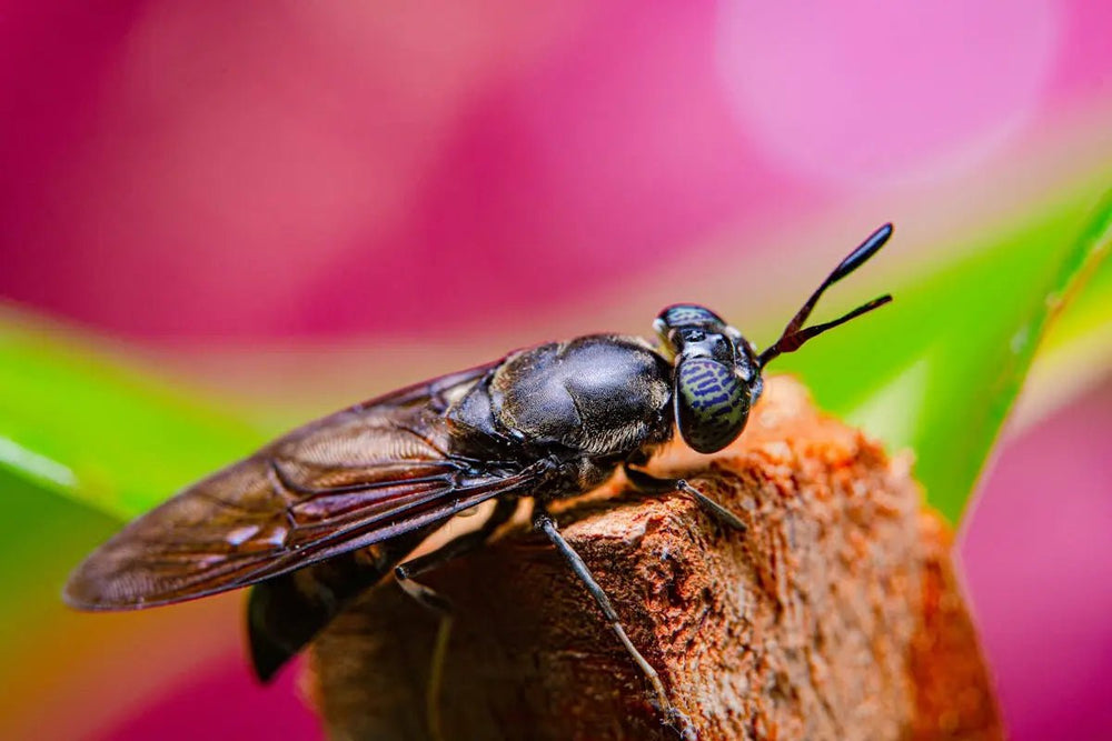 The Benefits of Black Soldier Fly Larvae and How to Raise Them - Mindful Farmer