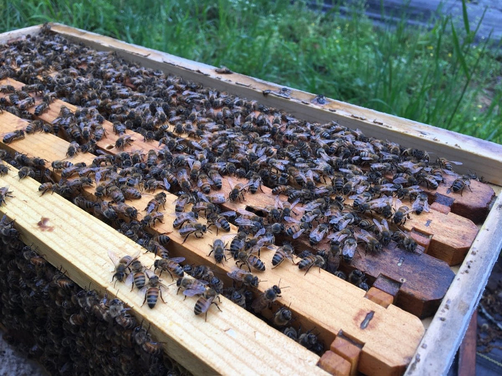 
                      
                        Backyard Beekeeping - Hands - On Workshop - Mindful Farmer
                      
                    