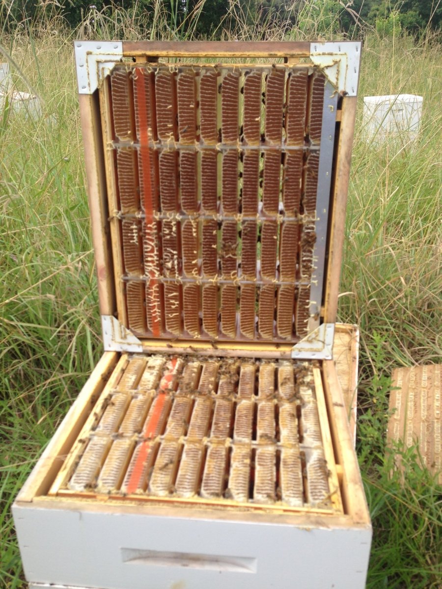 Backyard Beekeeping - Hands - On Workshop - Mindful Farmer