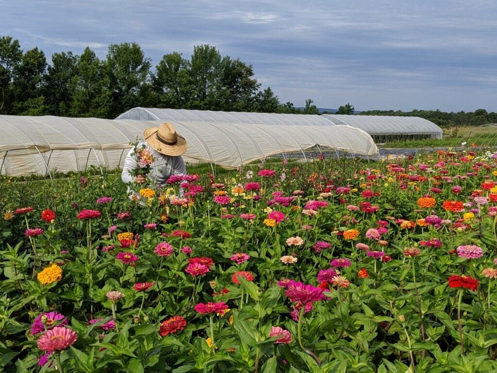 
                      
                        Beginning Gardener Bootcamp - Online Minicourse - Mindful Farmer
                      
                    