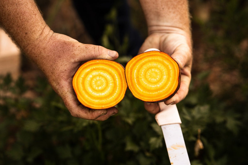 
                      
                        Cool - Season Gardening Hands - On Workshop and Dinner - Mindful Farmer
                      
                    