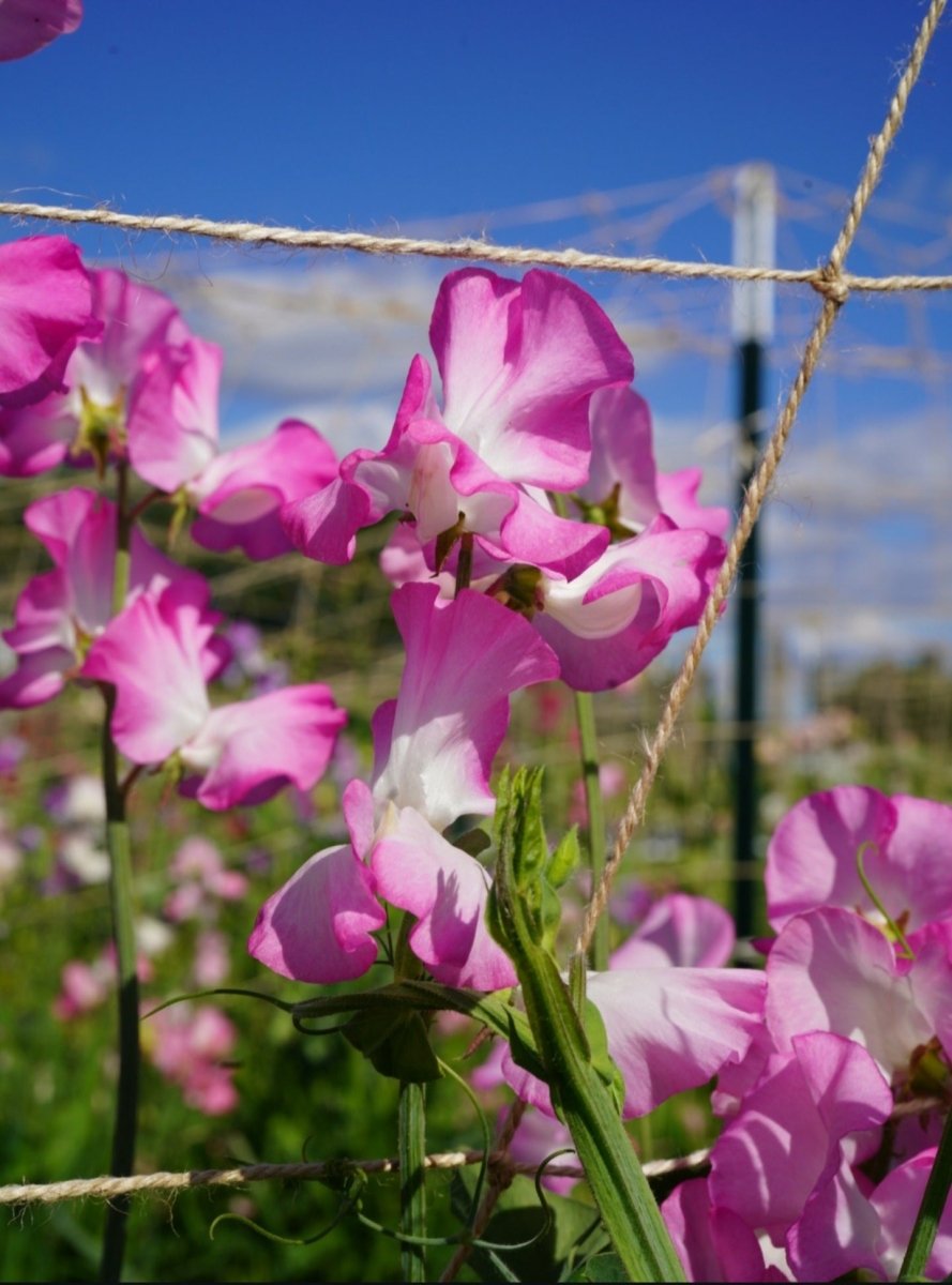Jute Trellis Netting - Mindful Farmer