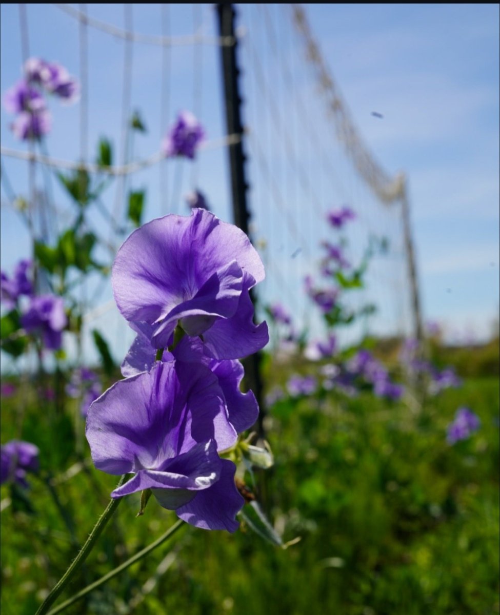 Jute Trellis Netting - Mindful Farmer